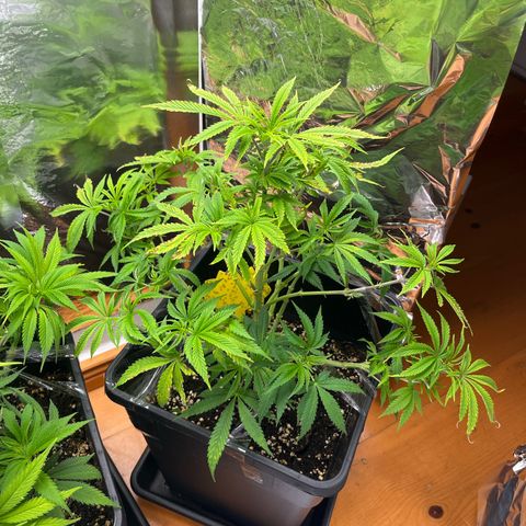 Lemon Drizzle x Purple Punch R growlog timeline photo