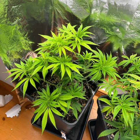 Lemon Drizzle x Purple Punch L growlog timeline photo