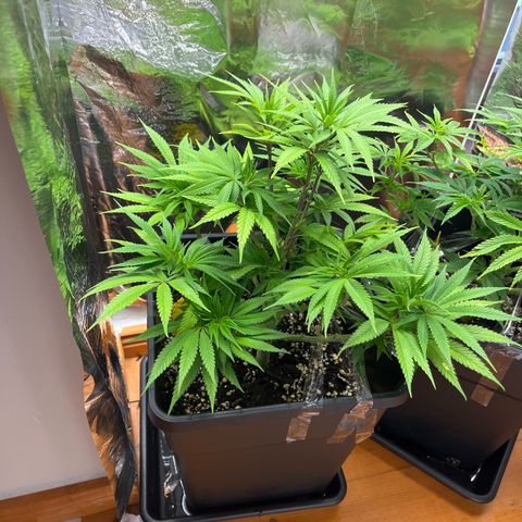 Lemon Drizzle x Purple Punch L growlog timeline photo