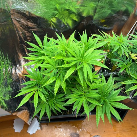 Lemon Drizzle x Purple Punch L growlog timeline photo