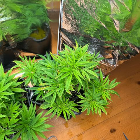 Lemon Drizzle x Purple Punch R growlog timeline photo