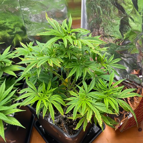 Lemon Drizzle x Purple Punch R growlog timeline photo