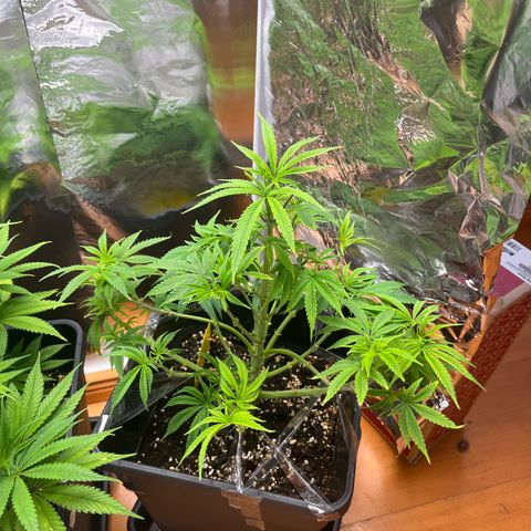 Lemon Drizzle x Purple Punch R growlog timeline photo