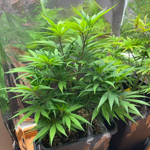 Lemon Drizzle x Purple Punch L growlog timeline photo