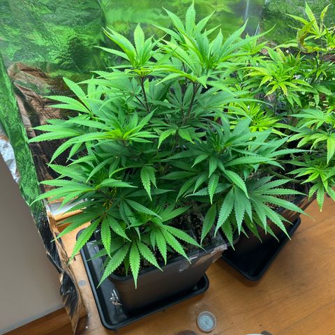 Lemon Drizzle x Purple Punch L growlog timeline photo