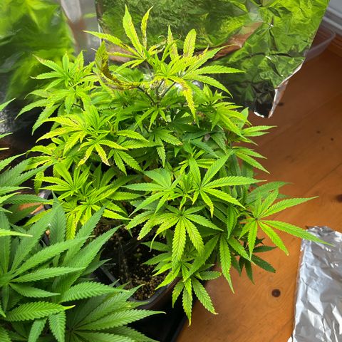 Lemon Drizzle x Purple Punch R growlog timeline photo