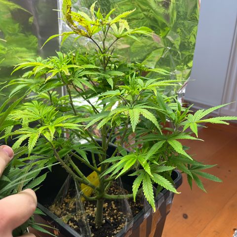 Lemon Drizzle x Purple Punch R growlog timeline photo