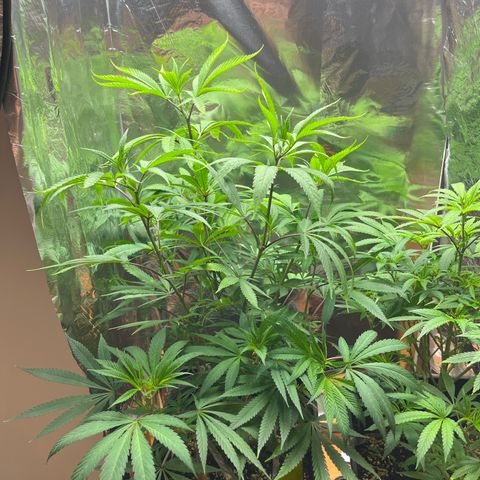 Lemon Drizzle x Purple Punch R growlog timeline photo