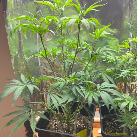 Lemon Drizzle x Purple Punch R growlog timeline photo