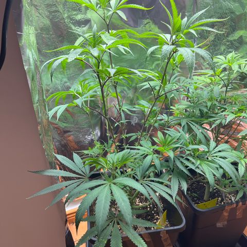 Lemon Drizzle x Purple Punch R growlog timeline photo