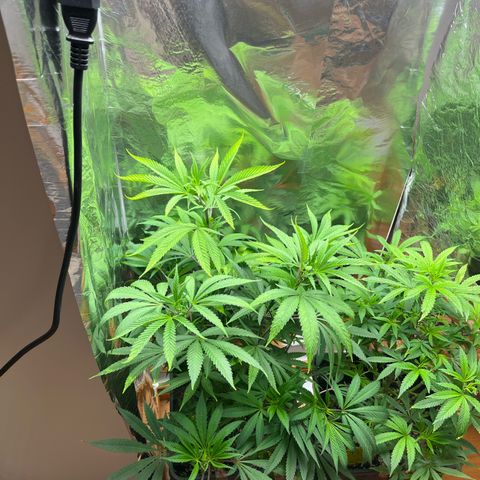 Lemon Drizzle x Purple Punch R growlog timeline photo