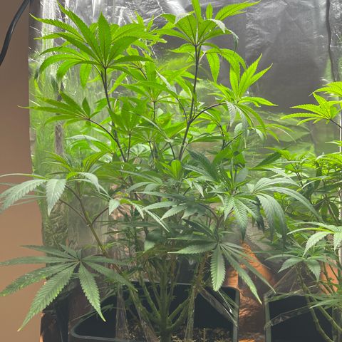 Lemon Drizzle x Purple Punch R growlog timeline photo