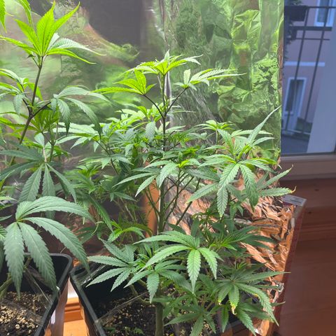 Lemon Drizzle x Purple Punch L growlog timeline photo