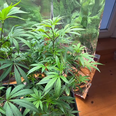 Lemon Drizzle x Purple Punch L growlog timeline photo