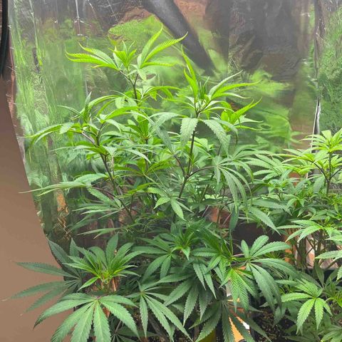Lemon Drizzle x Purple Punch L growlog timeline photo