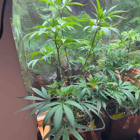 Lemon Drizzle x Purple Punch L growlog timeline photo