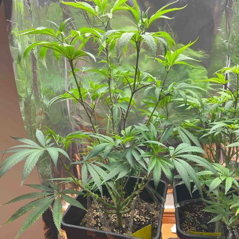 Lemon Drizzle x Purple Punch L growlog timeline photo