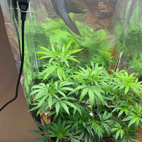 Lemon Drizzle x Purple Punch L growlog timeline photo