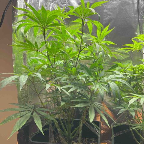 Lemon Drizzle x Purple Punch L growlog timeline photo