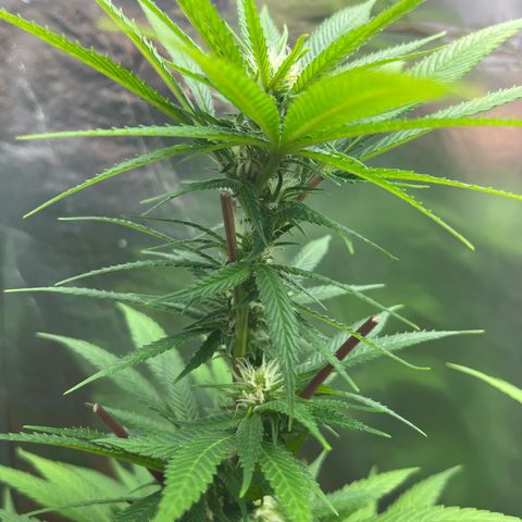 Lemon Drizzle x Purple Punch L growlog timeline photo
