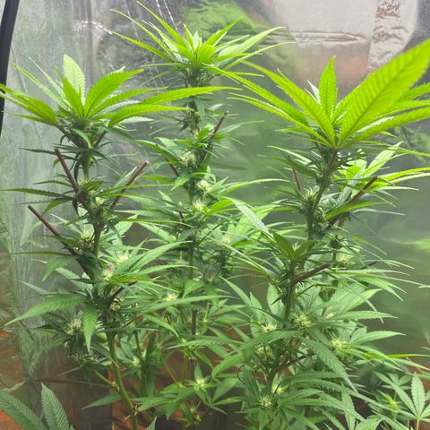Lemon Drizzle x Purple Punch L growlog timeline photo