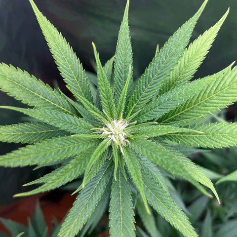 Lemon Drizzle x Purple Punch L growlog timeline photo