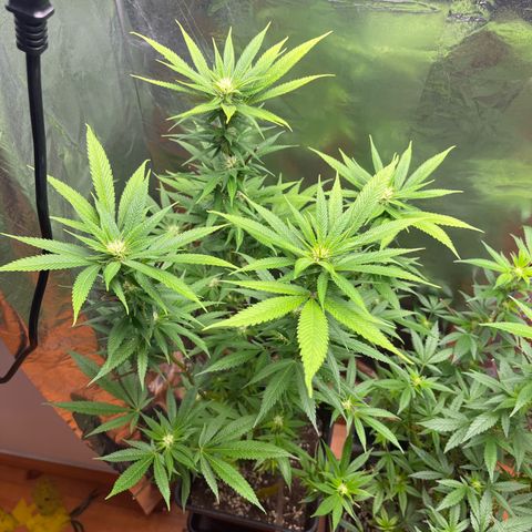 Lemon Drizzle x Purple Punch L growlog timeline photo