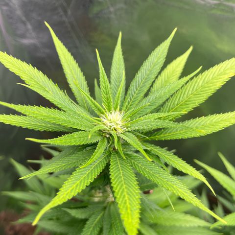 Lemon Drizzle x Purple Punch L growlog timeline photo