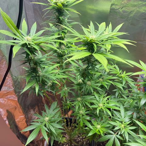 Lemon Drizzle x Purple Punch L growlog timeline photo