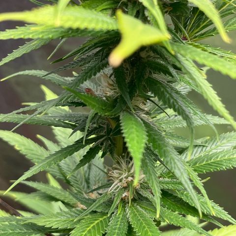 Lemon Drizzle x Purple Punch L growlog timeline photo