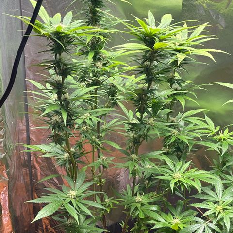 Lemon Drizzle x Purple Punch L growlog timeline photo