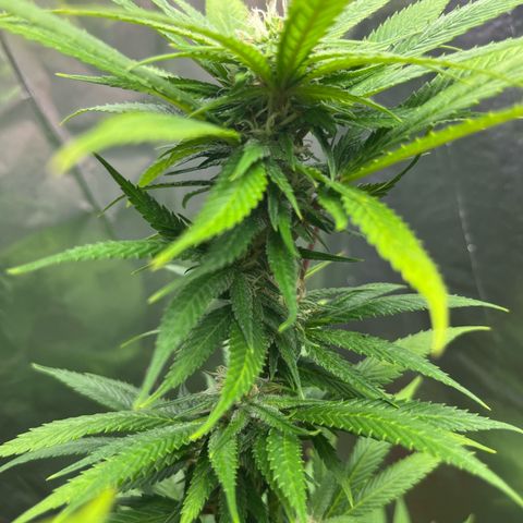 Lemon Drizzle x Purple Punch L growlog timeline photo