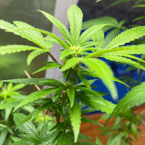 Lemon Drizzle x Purple Punch R growlog timeline photo