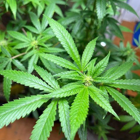 Lemon Drizzle x Purple Punch R growlog timeline photo
