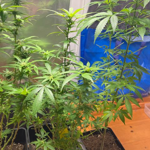 Lemon Drizzle x Purple Punch R growlog timeline photo