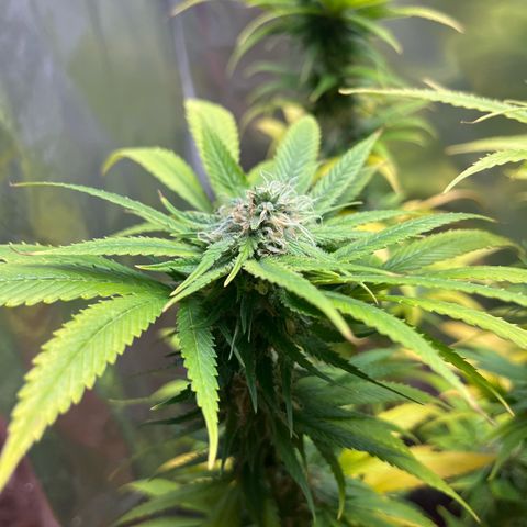 Lemon Drizzle x Purple Punch L growlog timeline photo
