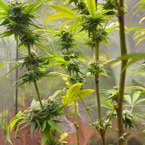 Lemon Drizzle x Purple Punch L growlog timeline photo