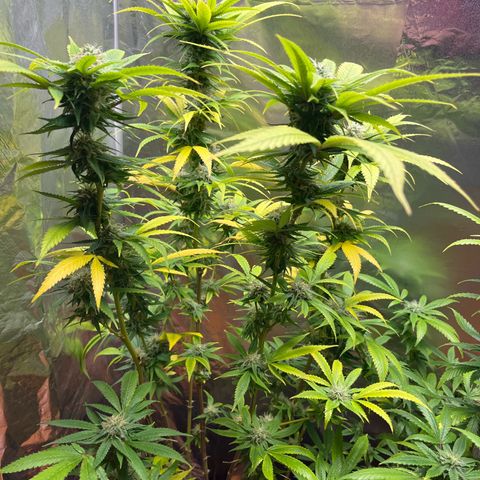 Lemon Drizzle x Purple Punch L growlog timeline photo