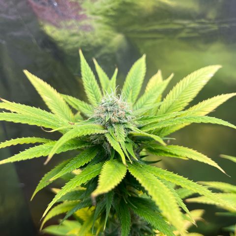 Lemon Drizzle x Purple Punch L growlog timeline photo
