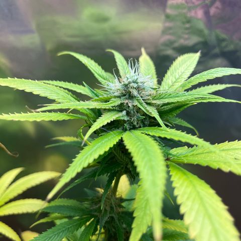 Lemon Drizzle x Purple Punch L growlog timeline photo