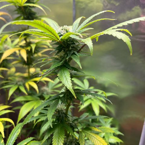 Lemon Drizzle x Purple Punch R growlog timeline photo