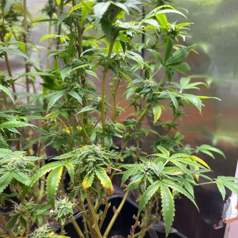 Lemon Drizzle x Purple Punch R growlog timeline photo