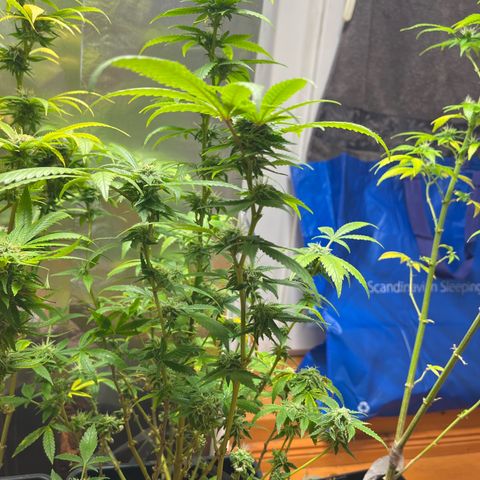 Lemon Drizzle x Purple Punch R growlog timeline photo