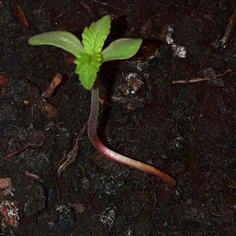 Ljubičica growlog photo: Tek je pocela rast,samo ce bit vece i veca moja lipotica i lipi hasis koji sad iman