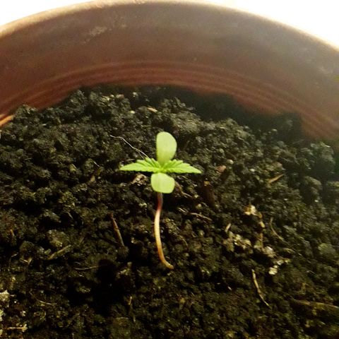 Ljubičica growlog photo: Tek je pocela rast,samo ce bit vece i veca moja lipotica i lipi hasis koji sad iman