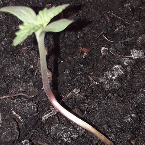 Ljubičica growlog photo: Tek je pocela rast,samo ce bit vece i veca moja lipotica i lipi hasis koji sad iman
