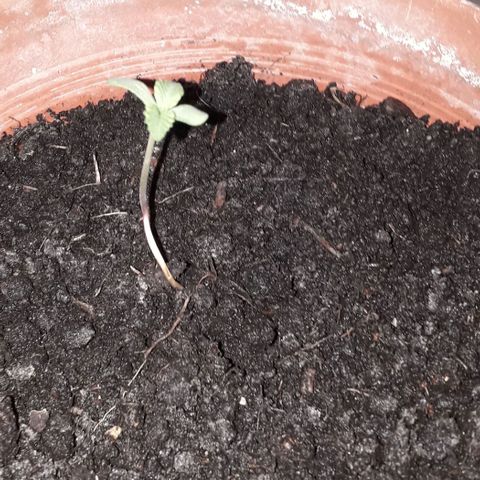 Ljubičica growlog photo: Beauty