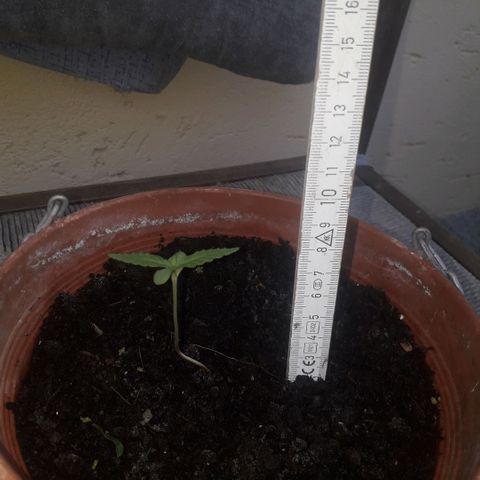 Ljubičica growlog photo: 😍