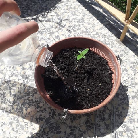 Ljubičica growlog timeline photo