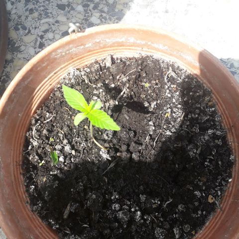 Ljubičica growlog timeline photo